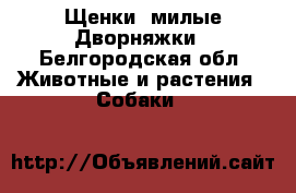 Щенки, милые Дворняжки - Белгородская обл. Животные и растения » Собаки   